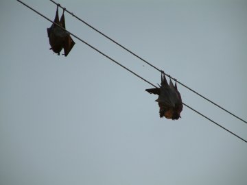 Bats electrocuted on power lines