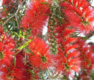 Bottlebrush