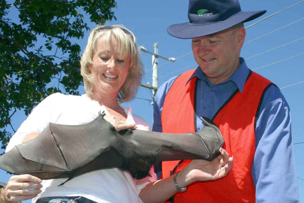 Rescuing a Flying-fox with the help of Energex