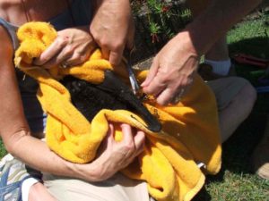 Untangling a Flying-fox caught in bad fruit netting