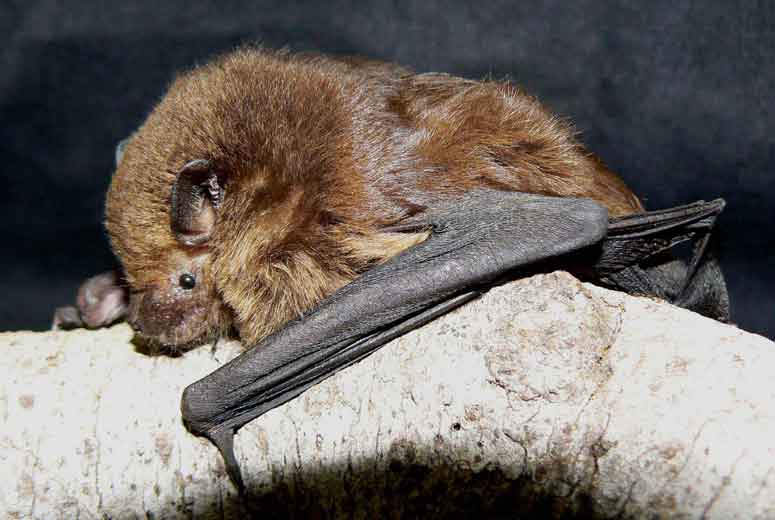 A Greater broad-nosed microbat on a log