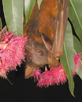 Little red Flying-fox in eucalypt tree blossum