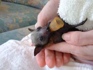 A baby Grey-headed flying fox sucking on a dummy pacifier