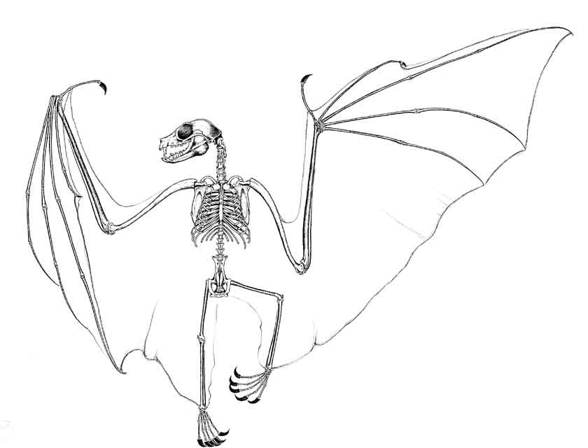 Skeleton of a Flying-fox : illustration