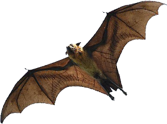 A beautiful Flying-fox in full flight