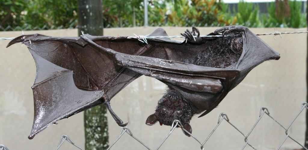 Flying-fox caught on barbed wire