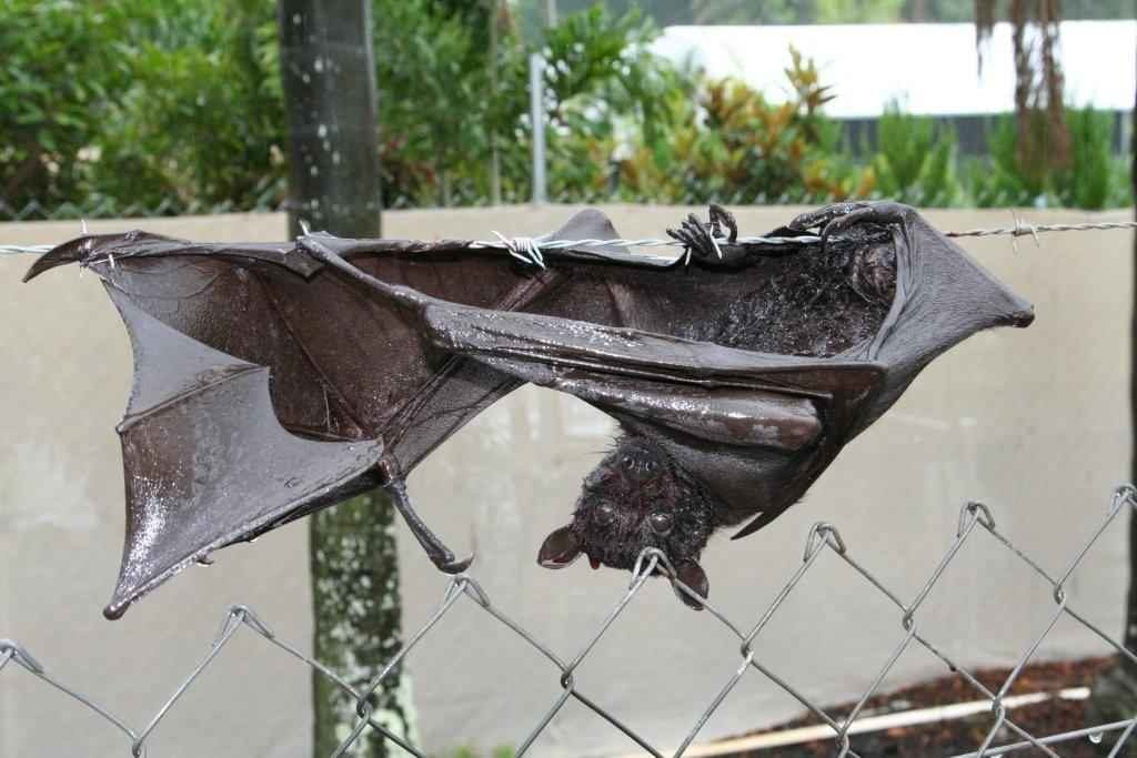Flying-fox caught on barbed wire