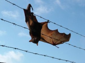 Bat caught in barbed wire