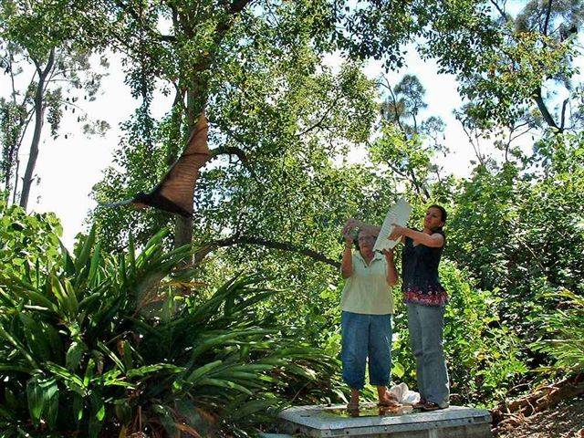 A successful release of an injured rehabilitated Flying-fox.