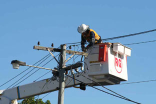 Energex retrieving a dead electrocuted bat but with a live baby from power lines
