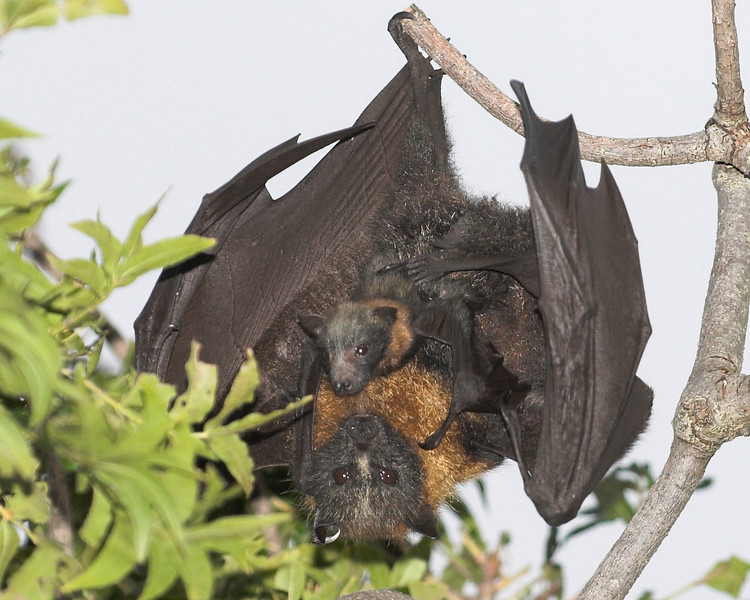A Grey-headed female flying-fox with her baby clinging to her hanging in a tree