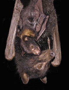 A Black Flying-fox hanging out with her baby clinging on to her