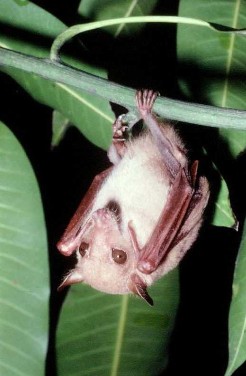 A tiny Blossom Bat hiding in foliage