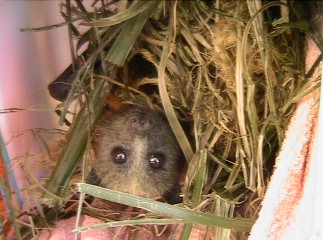 A flying-fox bat is caught in cocos palm flower sheath
