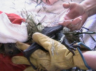 Untangling a flying-fox caught up in cocos palm flower sheath