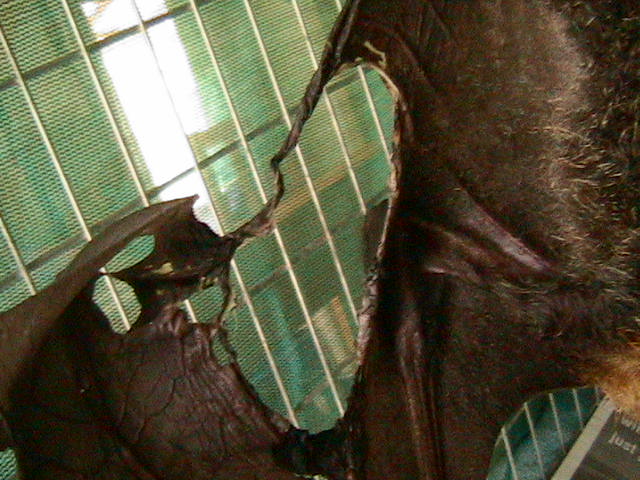 Flying fox with an extensive wing membrane injury that surprisingly healed amazingly!