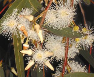 Eucalypt blossum