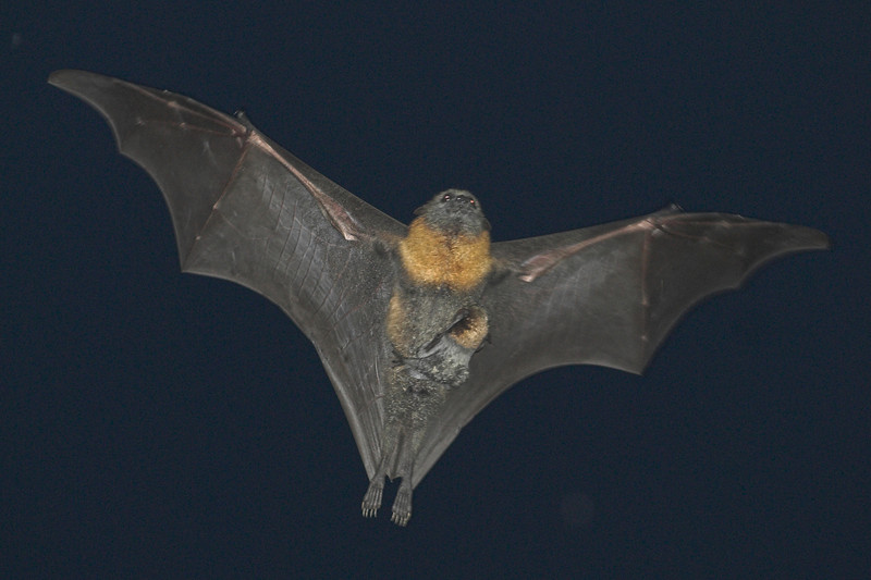 A Flying-fox with a tiny baby bat clinging onto her