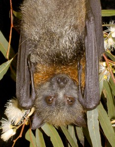 A beautiful Grey-headed Flying-fox in a blossoming tree