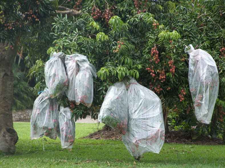 A lychee tree with protective bags placed over the fruit