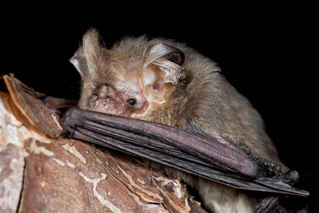 A microbat emerging from its hollow