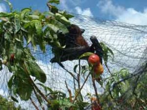 Flying-fox entangled in fruit tree netting