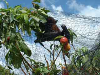 Flying-fox entangled in fruit tree netting