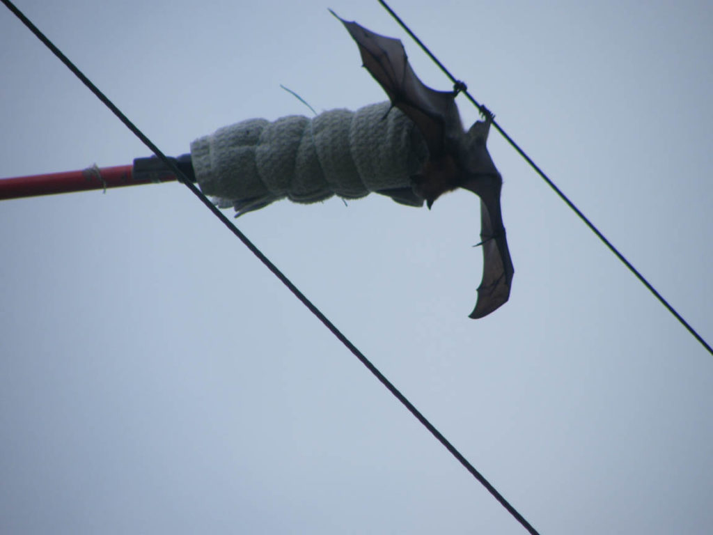 Capturing a flying fox on an electricity power line