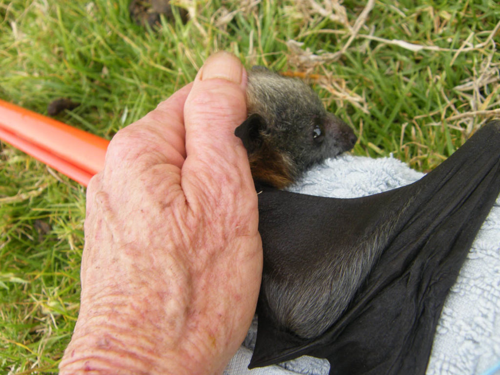 Electrocution rescue of a flying-fox