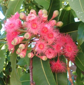 Swamp bloodwood blossum