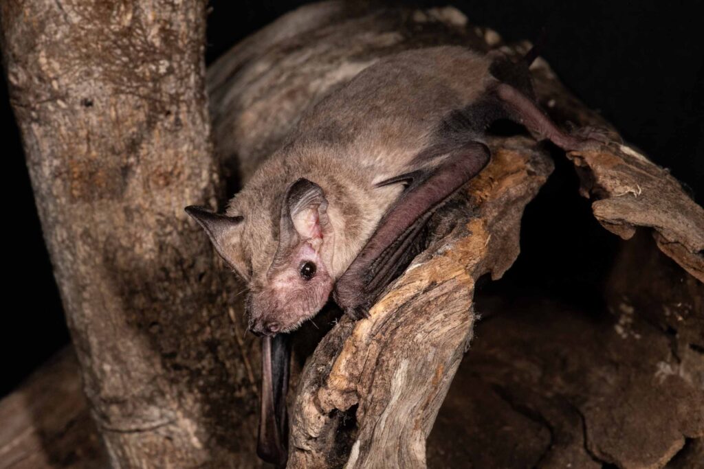 Meet Dottie, a rescued Northern free-tailed microbat.