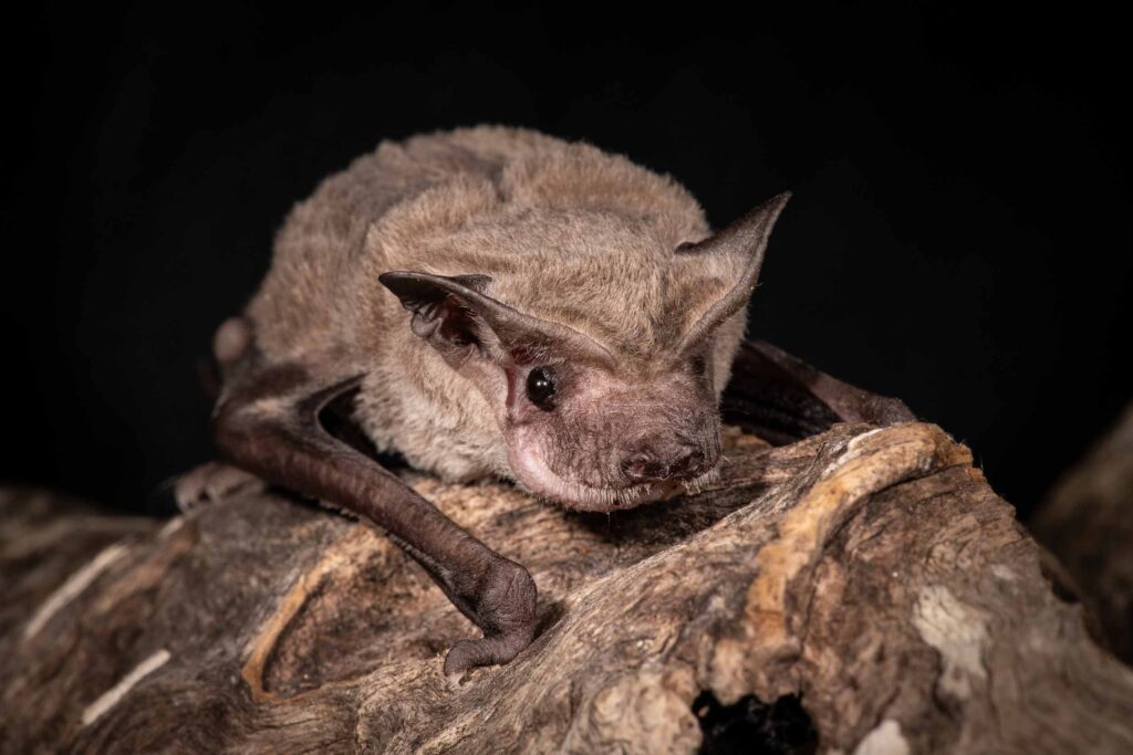 Northern free-tailed microbat on a log