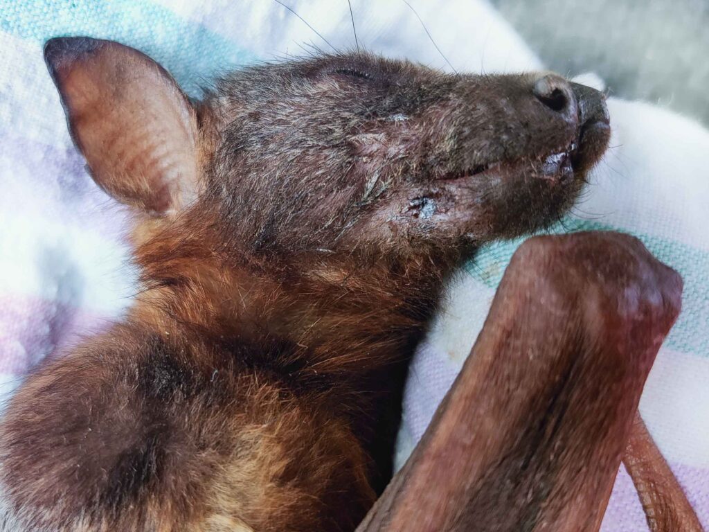 Barbed wire rescue of a Little-red Flying-fox with facial injuries from trying to bite its way off the wire