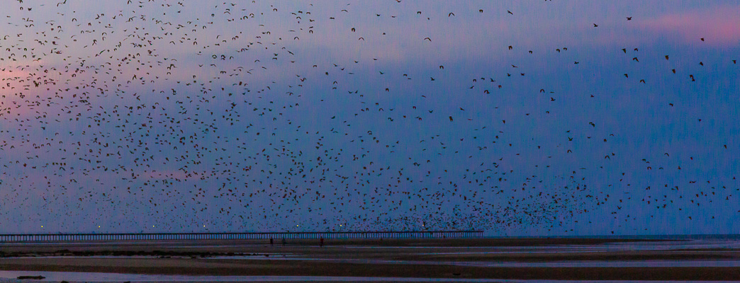Flying-fox flyout at sunset across a beach