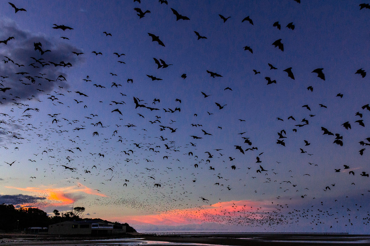 Sunset with a flyover of thousands of Flying-foxes over a beach