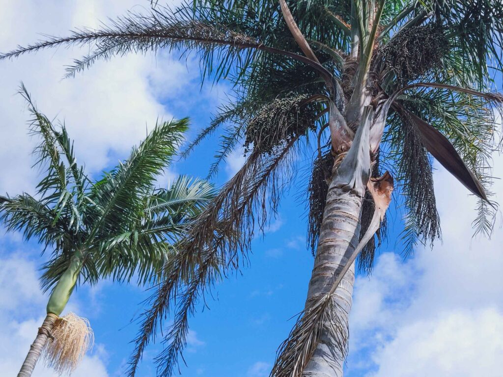 A cocos palm in seed next to a piccabeen palm, also in seed.