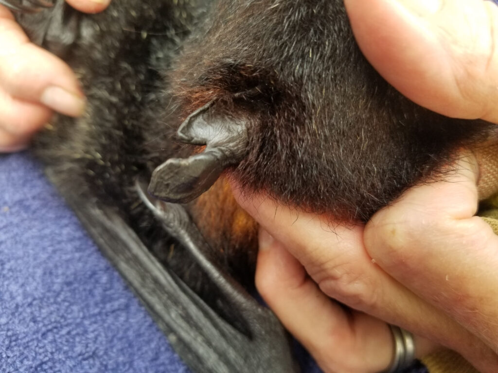 A Flying-fox with a healing torn ear from entanglement with fishing line