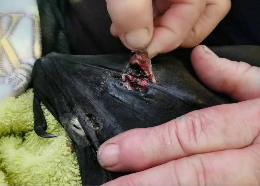 A Flying-fox with a raw but healing wing membrane from entanglement with fishing line
