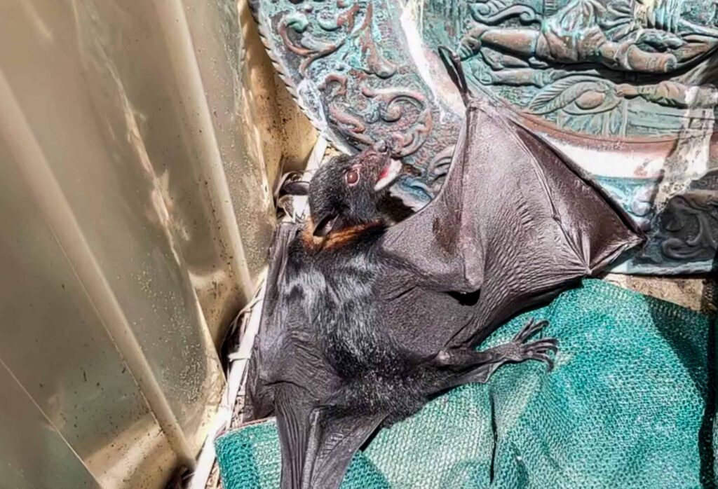A dehydrated Flying-fox on the ground, with a head injury after flying into a wall in a storm