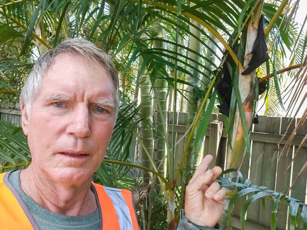 A Black Flying-fox in a palm in a suburban back yard with unknown injury.