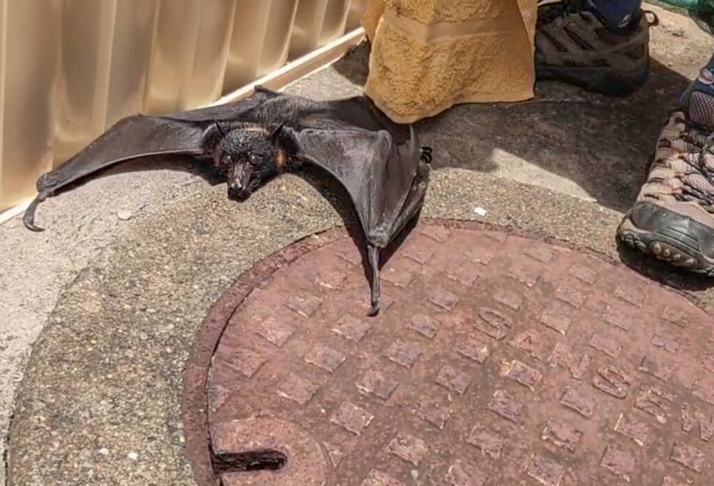A dehydrated Flying-fox on hot concrete in a backyard, with a head injury after flying into a wall in a storm.