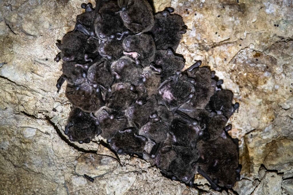 Dularcha Railway Tunnel in SE QLD - a roost site for Large-footed myotis microbats