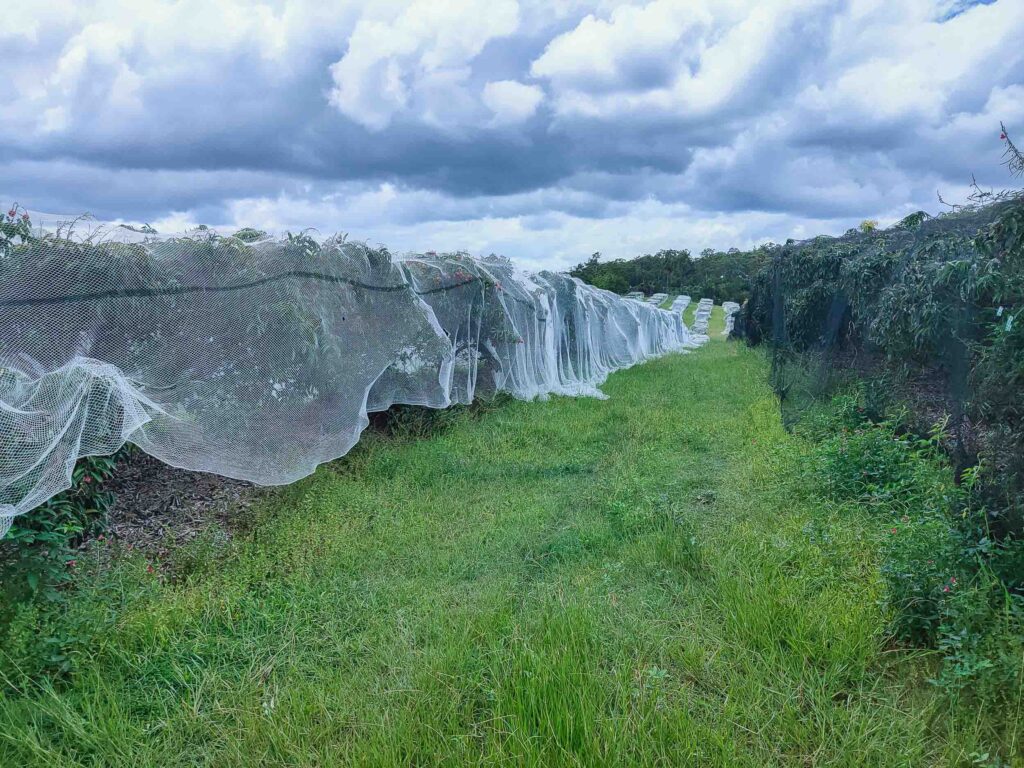 Highly visible white fruit netting in comparison to black netting