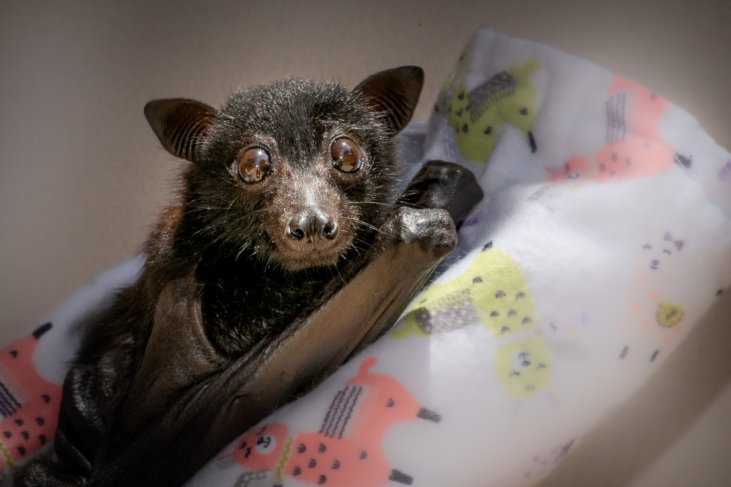 A beautiful baby Black Flying-fox wrapped in its 'momma' roll