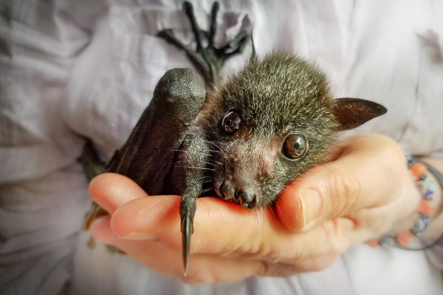 Cute baby Grey-headed Flying-fox held gently in the palms of a Carer's hands