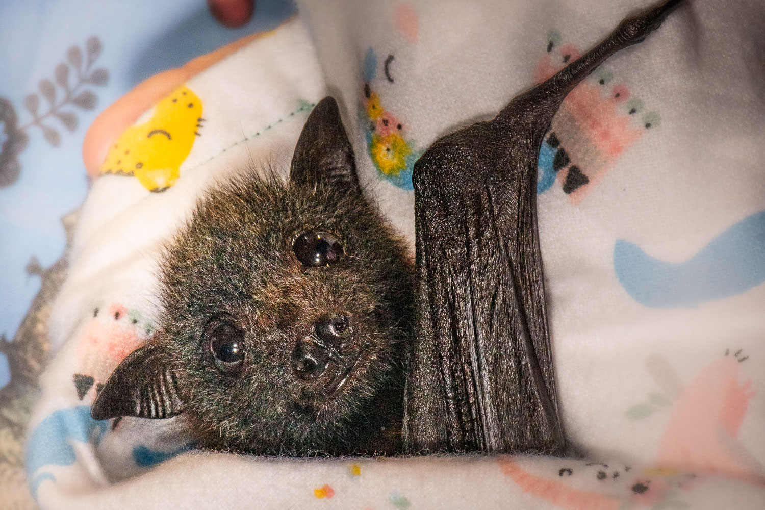 Cute baby Grey-headed Flying-fox wrapped in a 'momma' roll