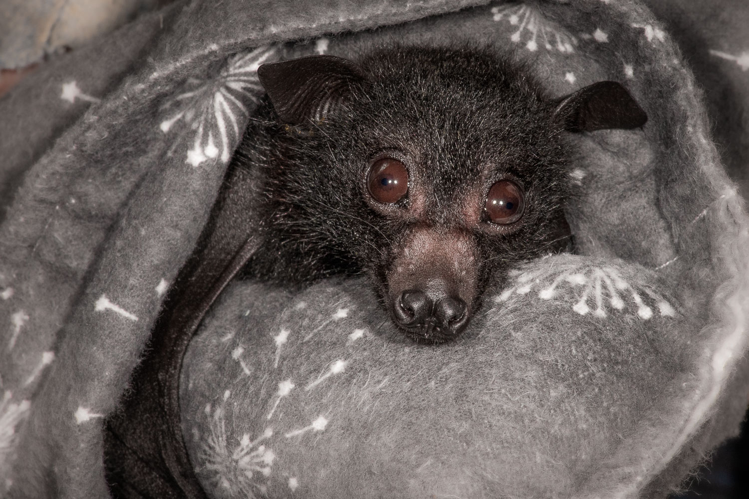 A very cute Black baby Flying-fox in a bat wrap