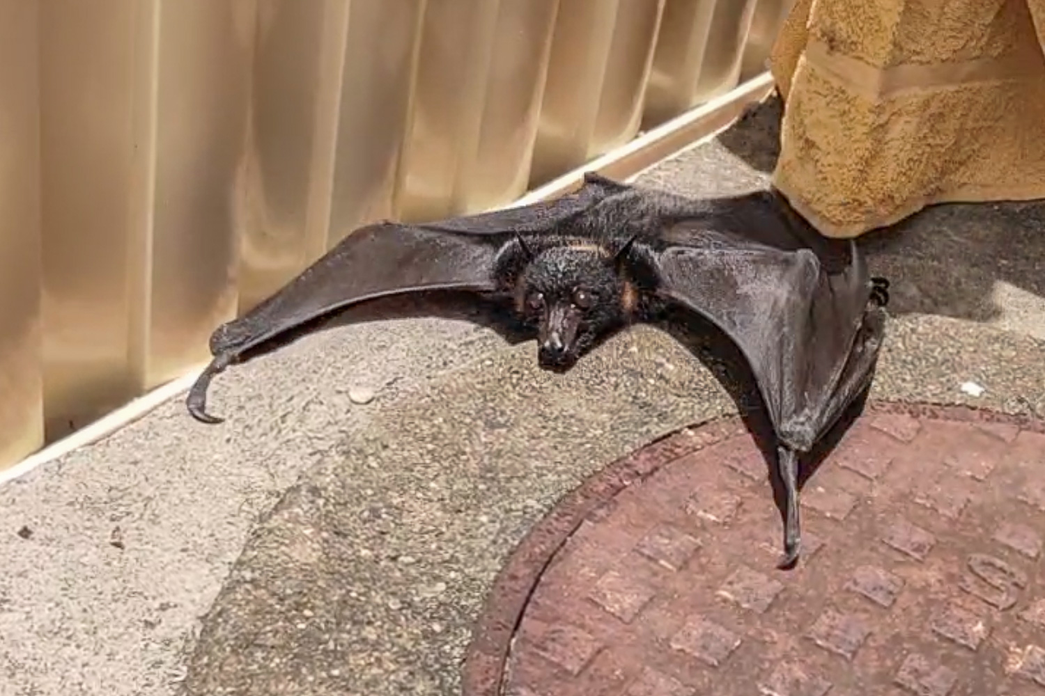 An adult Black Flying-fox found on hot concrete in a suburban backyard