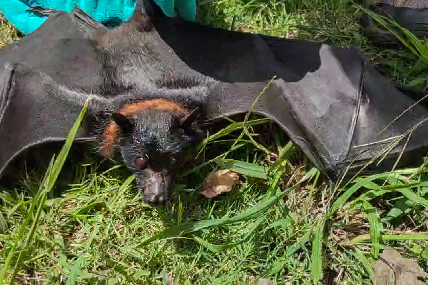 An adult Black Flying-fox found injured in a suburban backyard on the lawn